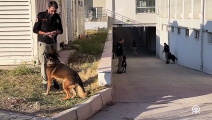 Bayğaralar suç örgütüne yönelik düzenlenen operasyonlarda 106 şüpheli yakalandı