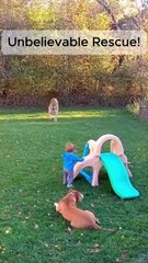 CCTV Captures Dog Saving Child From Tiger Attack _ Real Life Hero Moment