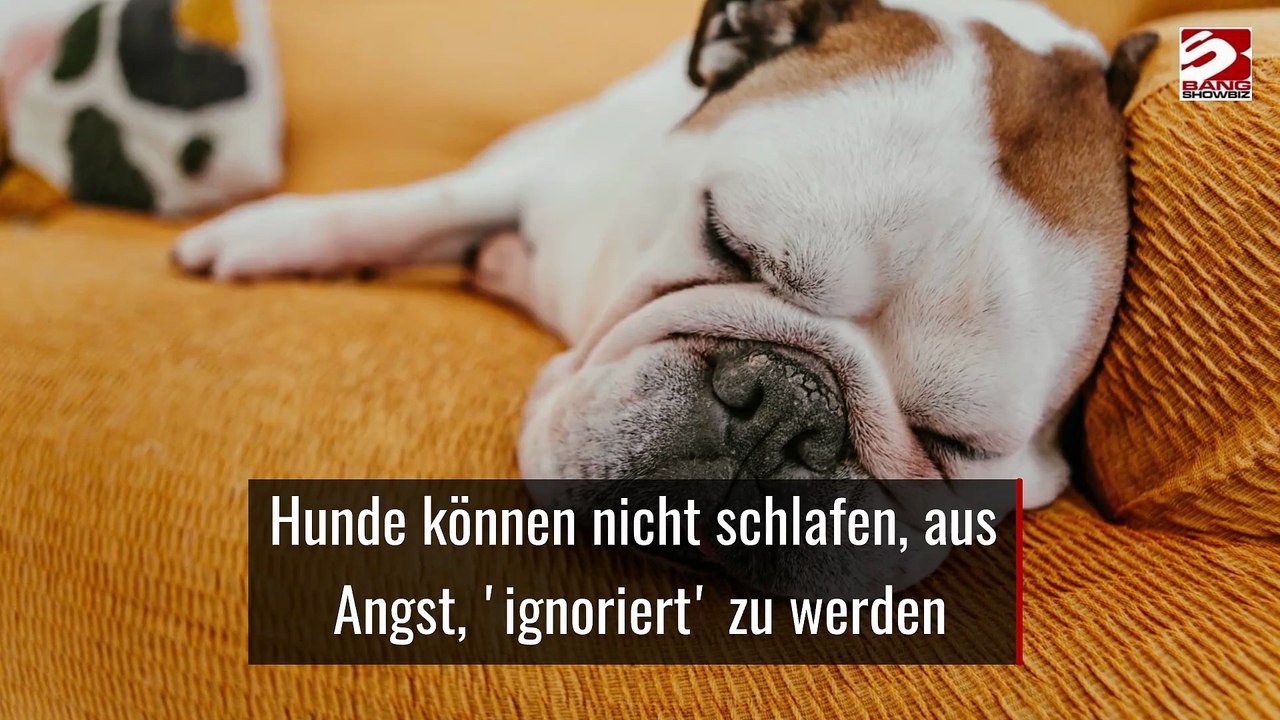 Hunde können nicht schlafen, aus Angst, 'ignoriert' zu werden