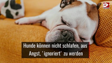 Hunde können nicht schlafen, aus Angst, 'ignoriert' zu werden