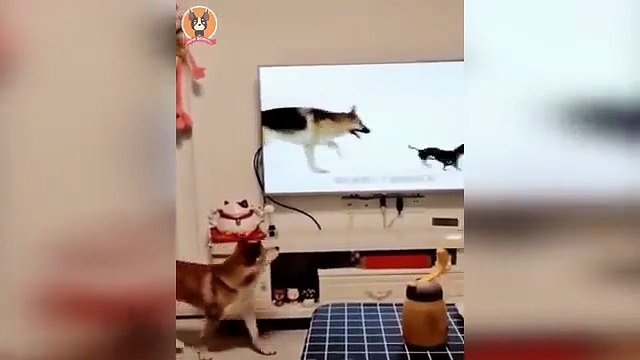 ANIMAIS ENGRAÇADOS - FUNNY ANIMALS