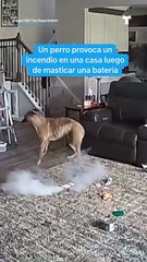 El incidente ocurrió dentro de una casa de Carolina del Norte, luego que el animal masticó un dispositivo que contenía una batería de iones de litio.