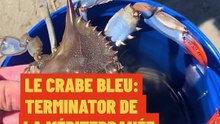 Le crabe bleu en méditerranée