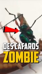 DES CAFARDS TRANSFORMÉ EN ZOMBIES ?!