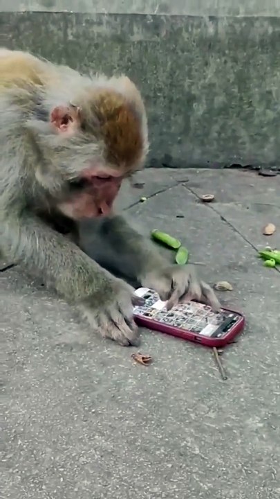 When a Monkey Becomes a Tech Expert 📱🙈"