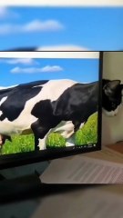 😹 Funny Cat Compilation 2025 – Non Stop Laughter Guaranteed  7