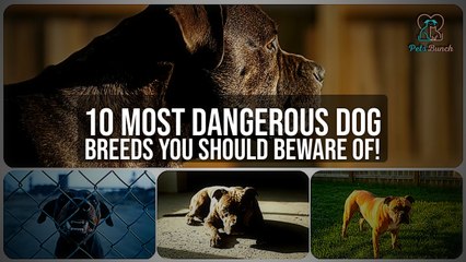 10 Most Dangerous Dog Breeds You Need to Know!