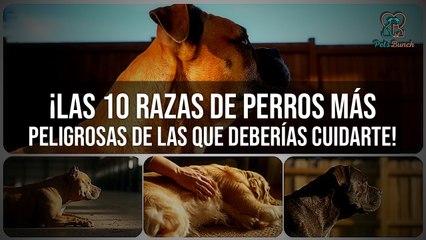 ¡Top 10 Razas de Perros Más Peligrosas que Debes Conocer!