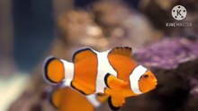 Os animais mais fofos do mundo N•563
