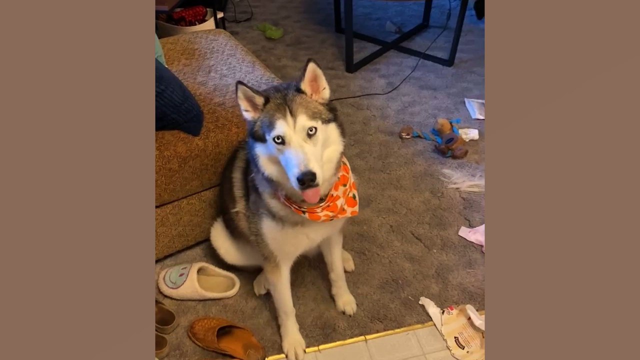 Hilarious Dogs