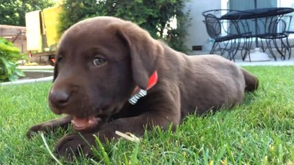 Paws-itively Hilarious