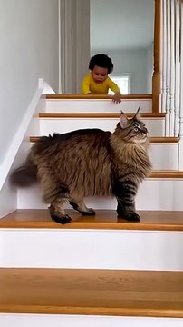 You Won’t Believe What This Cat Does When Baby Heads Toward the Stairs #usa #shortsfeed