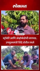 एकनाथ शिंदे दरे गावी, शेतात यंदा काय काय लागवड केली