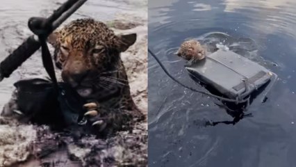 Rescate en el río Negro: jaguar herido es salvado tras horas de lucha en el agua