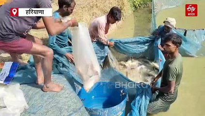 इंजीनियरिंग से "फिश किंग", मछली के कारोबार से कमा रहे करोड़ों रुपए, 300 से ज्यादा आउटलेट्स पर बेच रहे प्रोडक्ट्स