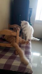 My persian Cat Old Video #persiancat #playing #cat #miss