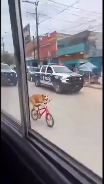 😂🐾 ¡Firulais se hace viral! 🚨🇲🇽