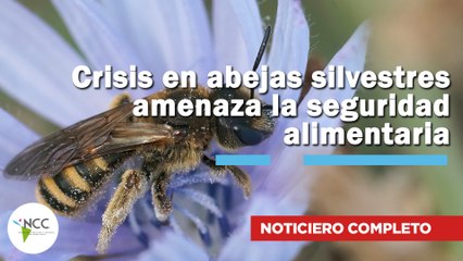 Crisis en abejas silvestres amenaza la seguridad alimentaria | 805 | 20 al 26 de octubre 2025
