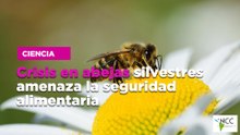 Crisis en abejas silvestres amenaza la seguridad alimentaria