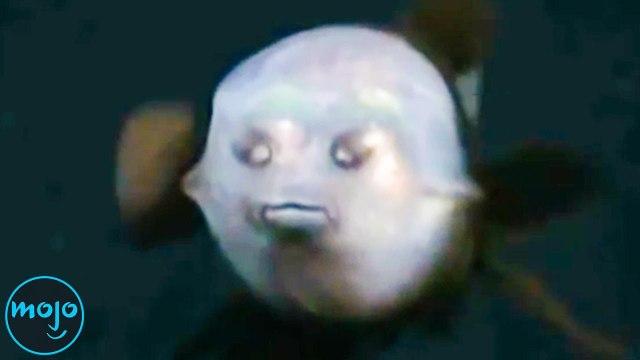 8 Sea Creature Mysteries That Will Freak You Out