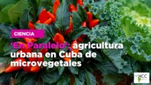 ‘En Paralelo’: agricultura urbana en Cuba de microvegetales