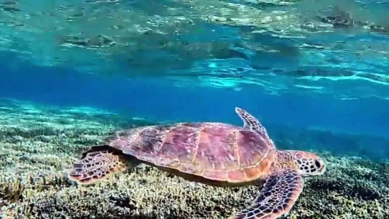 WILD INDONESIA