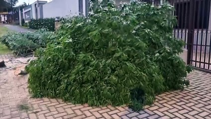 Queda de árvore é registrada na Rua Potiguaras, no Bairro Santo Onofre
