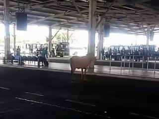 VÍDEO: Boi surpreende passageiros ao invadir terminal de ônibus em Salvador
