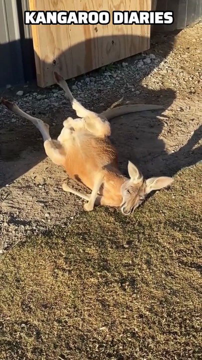Kangaroo diaries