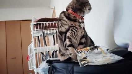 リュックの上で鳴くシフォン