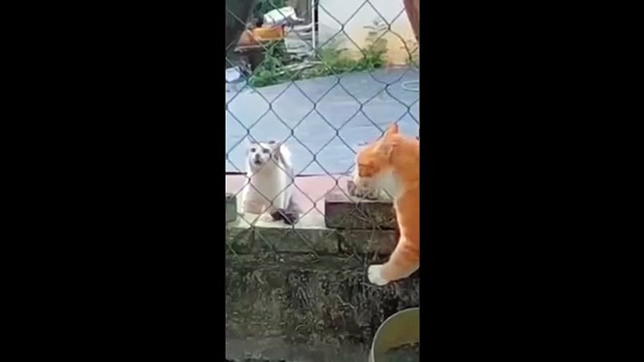 Funny Animals 2025 Hilarious Pet Compilation Best Funny Moments Ever