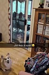 Funny Animals 2025 Cutest and Funniest Pets Compilation You Must Watch