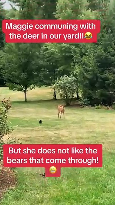 Funny Animals 2025 Ultimate Compilation of Crazy Pets and Animal Fails