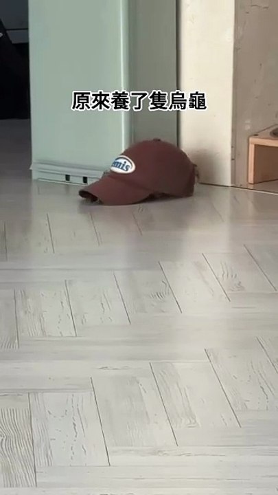 Are you a cat or a tiny turtle?! 😭🐢🐱