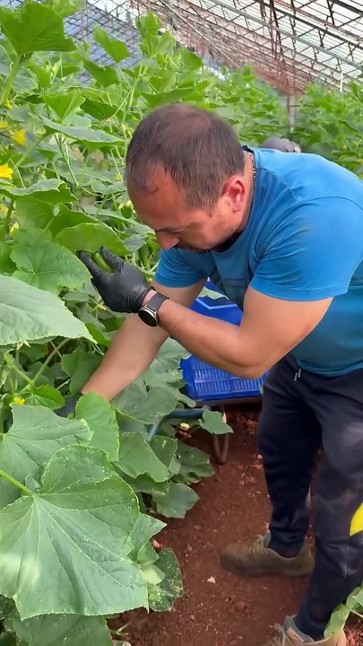 What should be taken into consideration when harvesting cucumbers?