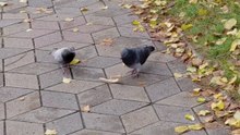 Pigeon Family Eating Together — No Fighting, Just Love 🕊️❤️ #shorts #animals #birds #funnybirds #pigeons #funnypigeons #trending #fyp #animallover #birdswatching