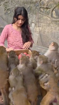 Feeding Monkeys Fresh Pomegranates 🍎 | Kind Girl Helps Hungry Monkeys | Heartwarming Animal Video