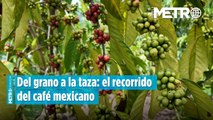 Del grano a la taza: el recorrido del café mexicano, donde cada cosecha cuenta una historia