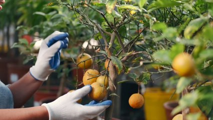 Agroalimentare, l'Italia consolida la crescita