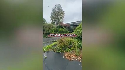 New viral video shows gorillas 'banging on windows in enclosure' 3 years after Bristol Zoo shut