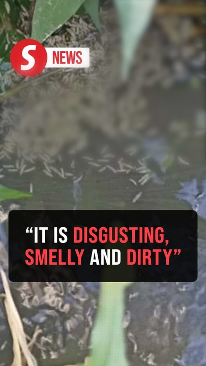 Distressed over maggot-infested river, Tuaran villagers urge authorities to act on waste dumping