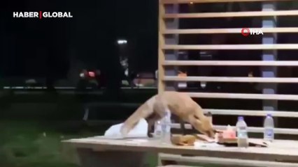 Yavru tilki doğum günü pastasına kondu