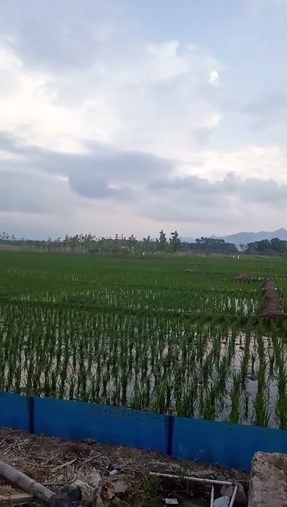 Pemandangan sawah sore hari