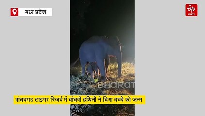 बांधवगढ़ में आया नया मेहमान, बांधवी ने दिया बच्चे को जन्म, कैंप में बढ़ी हाथियों की संख्या