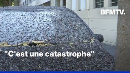 À Nîmes, les voitures et les trottoirs croulent sous les fientes d’étourneaux