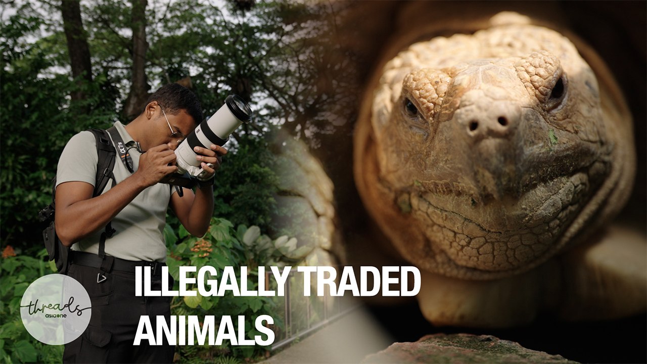 The hidden cost of the illegal wildlife trade | A Wilder Tomorrow