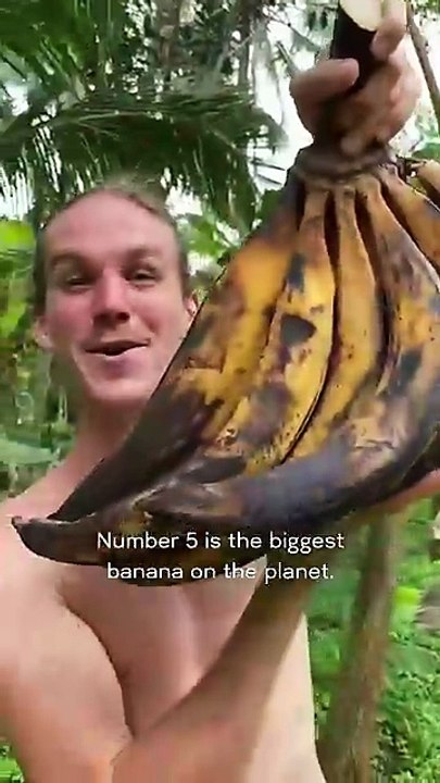 Top_5_Most_Exciting_Bananas_In_The_World(360p)
