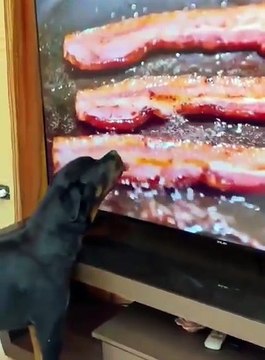 Tôi cười đến mức phải tắt TV… vì boss nhà tôi 🐶 📺 Đang nằm xem phim hoạt hình, thấy nhân vật té ngã là bật dậy chạy vòng quanh như ăn mừng chiến thắng 😂💥 Ai từng thấy chó cười chưa? Tôi nghĩ tôi vừa thấy rồi! 👉 Nếu bạn cũng có boss “diễn sâu” như vậy