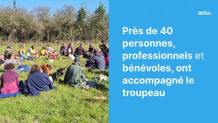 370 chevres et brebis au secours de la biodiversite entre Pornic et Préfailles