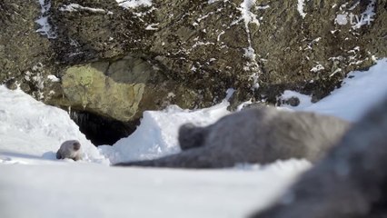 Prehistoric Planet - Season 3 First Look  Apple TV+